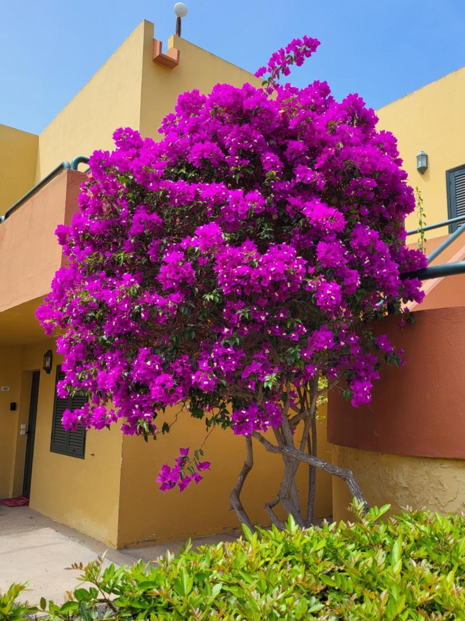 Casa Del Caballero Appartement Corralejo